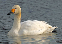 Bewick Swan