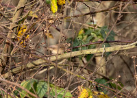 Dusky warbler
