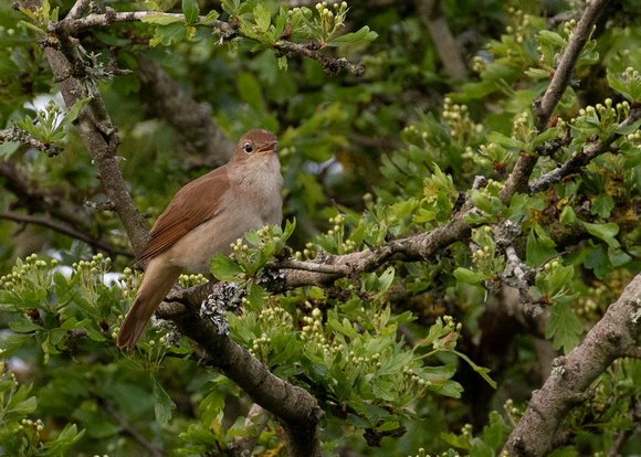 Nightingale ( luscinia megarhynchos )