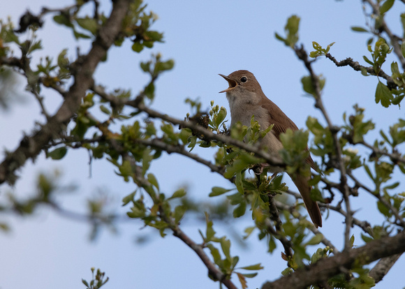 Nightingale ( luscinia megarhynchos )
