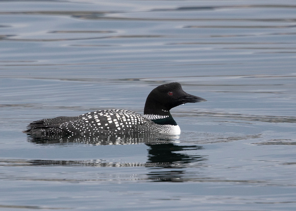 Great northern diver ( gavia immer )