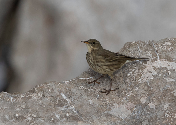 Rock Pipit ( anthus petrosus )