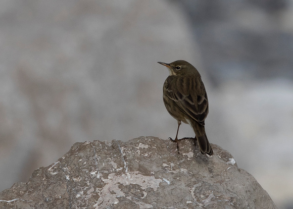 Rock Pipit ( anthus petrosus )