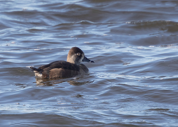 Ring necked duck ( aythya collaris )