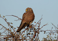 Kestrel