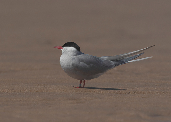 Arctic tern ( stercorarius parasiticus )