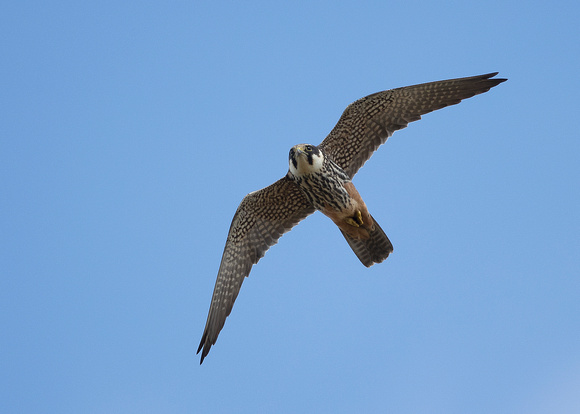 Hobby ( falco subbuteo )