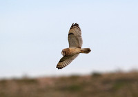 Short eared owl