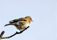 Brambling