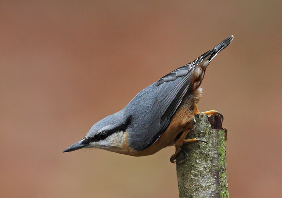 Nuthatch ( sitta europaea )