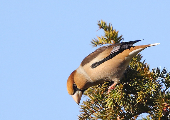 Hawfinch