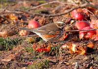 Redwing