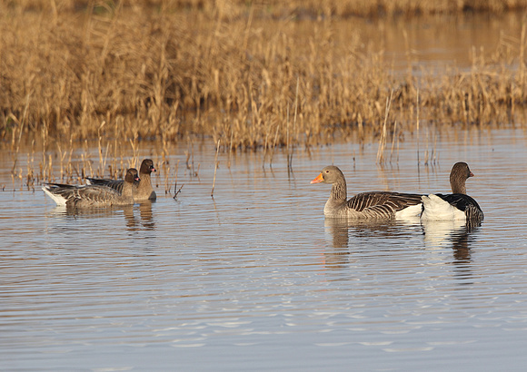 Pink footed goose