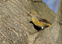 Crossbill
