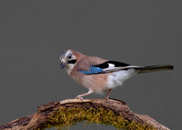Eurasian Jay