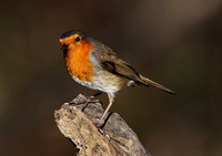 Robin
