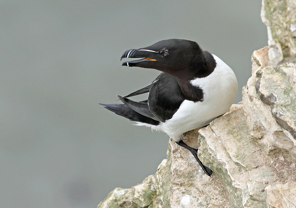 Razorbill