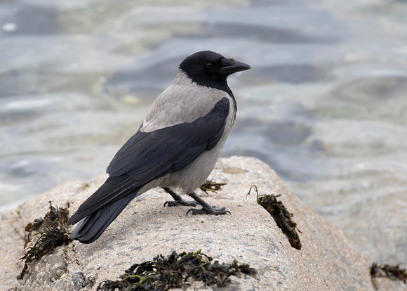 Hooded crow ( corvus cornix )