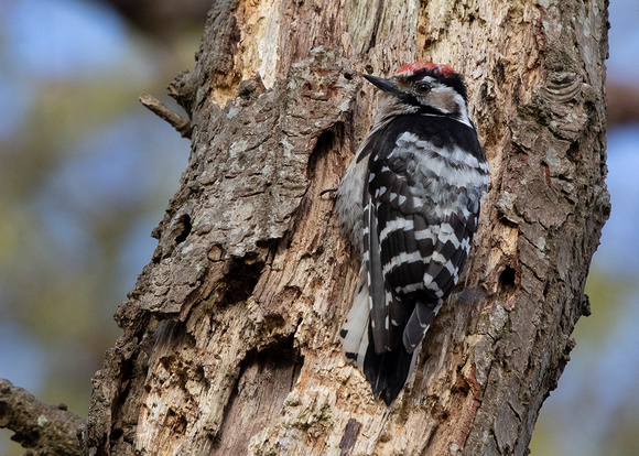 Lesser spotted woodpecker ( dendrocopos minor)