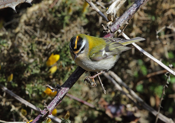 Firecrest