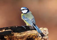 Blue Tit