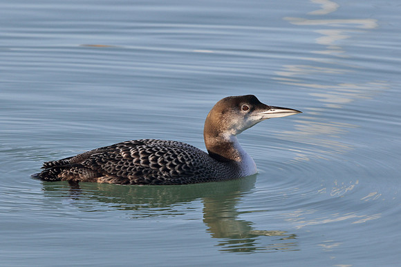 Great northern diver