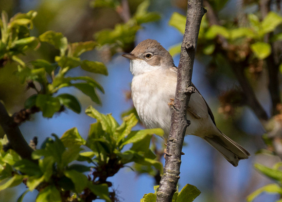 Common whitethroat ( Sylvia communis )