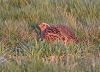 Grey Partridge