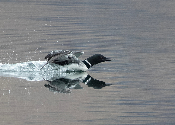 Great northern diver ( gavia immer )