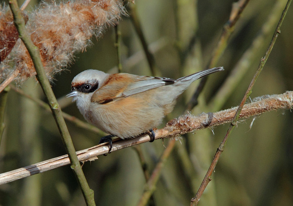 Penduline Tit
