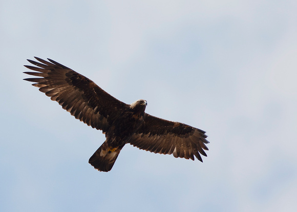 Golden eagle ( aquila chrysaetos )