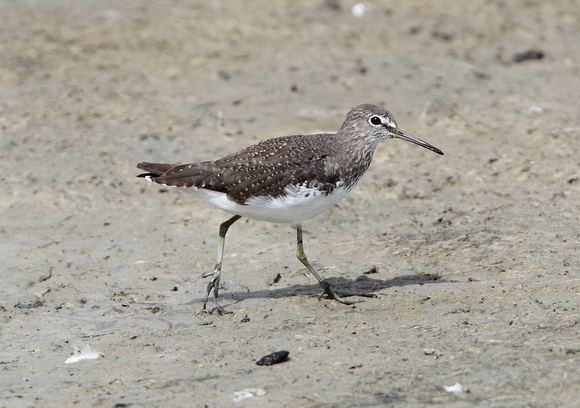 Green Sandpiper