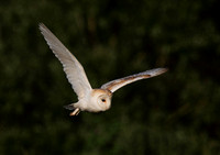 Barn Owl