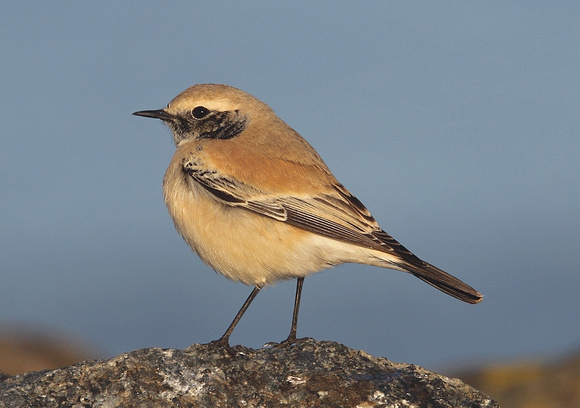 Desert Wheatear