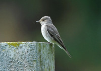 Spotted Flycatcher
