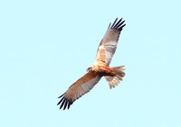 Marsh Harrier