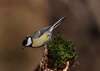 Great Tit